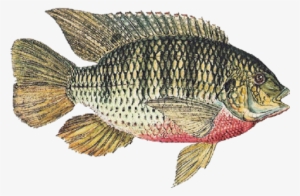 Tilapia Macrochir - Red Breast Kurper