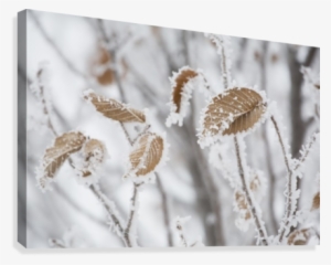 Calgary, Alberta, Canada