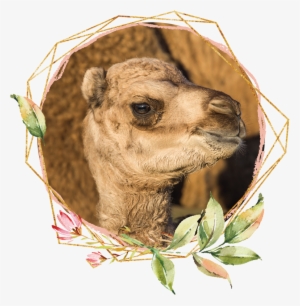 Some Of Our Family - Camel