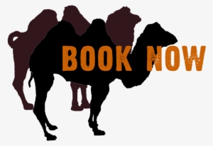 Camel Book Now - Programming Perl