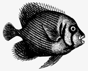 Nile Tilapia Fish Mozambique Tilapia Pampus Argenteus - Fish