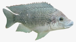 Tilapiaam - Carp