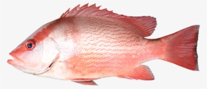 Saddletail Snapper