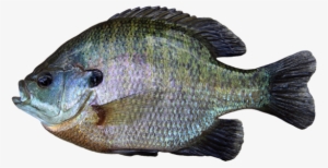Sunfish - Ocean Sunfish