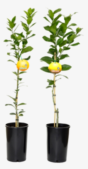 Core Citrus - Lemon Plant Png
