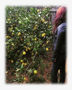 This Is My Meyer Lemon Tree - Quince