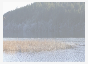 Classical Guitarist Deborah Anderson Makes Her Home - Freshwater Marsh