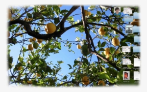 Jpeg 10 Aug 2013 - Citron