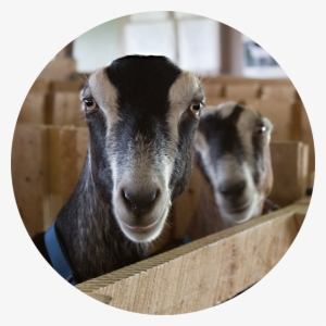 Lamancha Does - American Dairy Goat Association