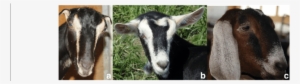 Goat Breeds With Different Ears Size - Goat
