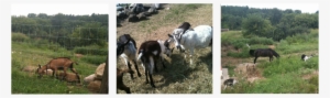 Picture - Sheep