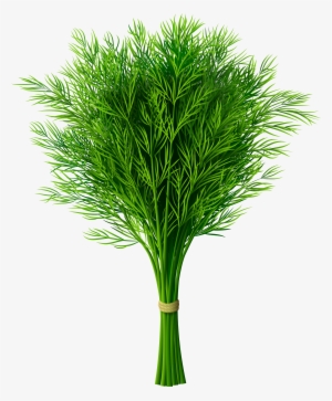 Source - Gallery - Yopriceville - Com - Report - Vegetable - Dill Cartoon Png