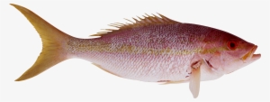 Fish Png