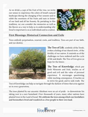 Shalom Everyone And Welcome Tu B Shevat Higiya, Chag - Tu Bishvat