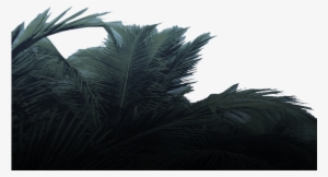 Must Uncover His Heritage, And Believe The Ancient - Attalea Speciosa