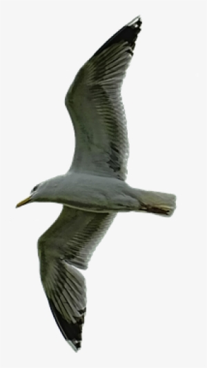 Nature, Sky, Bird, Seagull, Dramatic, Fly, Clouds - Laughing Gull