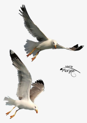 Free Download Seagulls Flying Png Clipart Gulls Bird - Flying Seagull Png