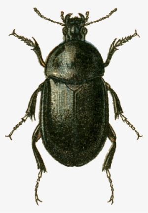 Ablattaria Cribrata Jacobson - Pangus Scaritides