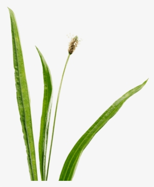 Plantain - Arrowgrass Family