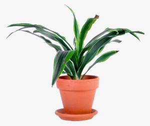 Outdoor Potted Plants Png - Potted Plant Transparent Png
