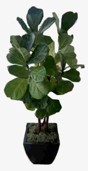 Bonsai