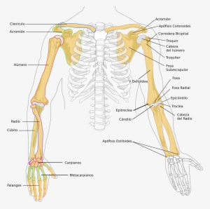 Open - Arm And Shoulder Girdle