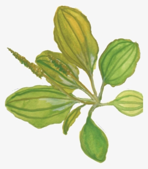 Plantain