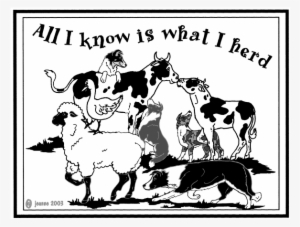 Border Collie All I Herd