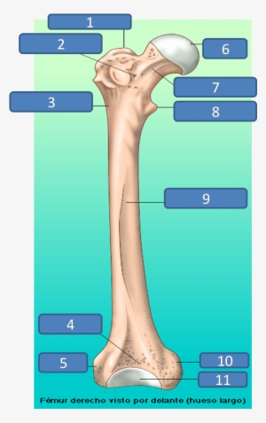 Estructura Del Femur
