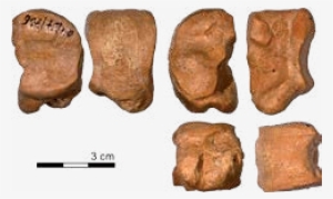 Caballo Salvaje - Huesos Del Carpo Png