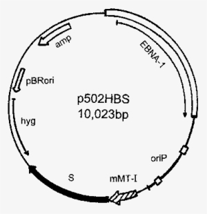 Scheme Of The P502hbs Vector - Circle