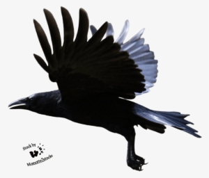 Flying Crow Transparent Background