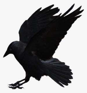 Flying Crows Png Download - Jackdaw1 Stock By Frank