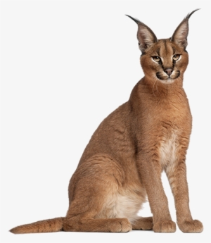 Caracal / Caracal / Caracal - Caracal Cat