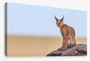 Caracal On Mars Canvas Print - Trademark Art 'caracal On Mars' Photographic Print