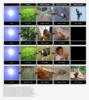Food Chain Examples - Food Chain
