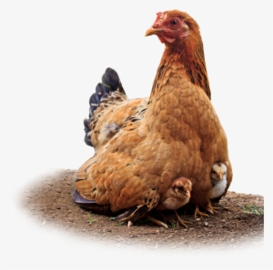 Huevos De Gallina Feliz - Chicken