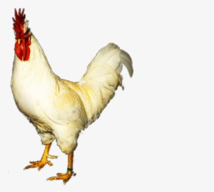 Bienvenidos/as A La Web De La Gallina Del Sobrarbe - Rooster