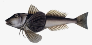 Tub Gurnard