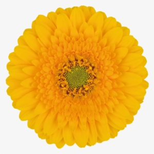 Springtime® - Color