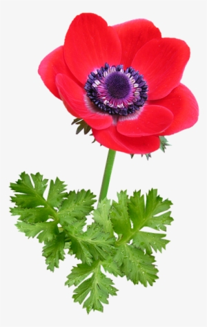 Anemone, Bloom, Red, Springtime - Red