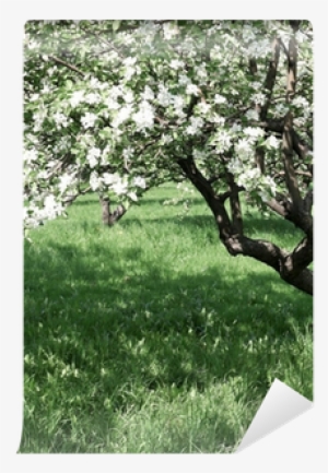 Florescence Of Beautiful Apple Trees In Springtime - Stock Photography