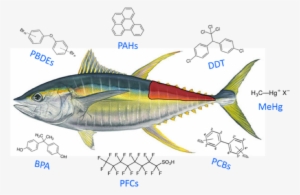 Environmental Science Human Exposure And Public Health - Yellow Fin Tuna