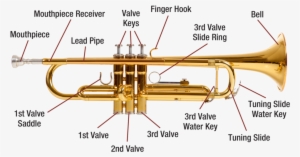 Trumpet Diagram Image - Labelled Diagram Of A Trumpet