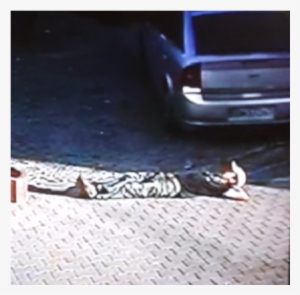 Un Auto Le Pisó La Cabeza A Un Borracho Y Sobrevivió - Great Wall Safe