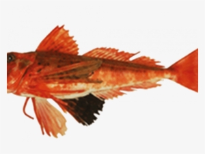 Borracho Read More - Streaked Gurnard