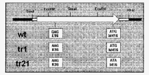 Physical Map Of The Bgla Gene The Arrow Represents - Number