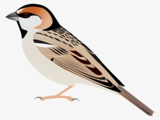240 × 240 Pixels - Sparrow Vector Png