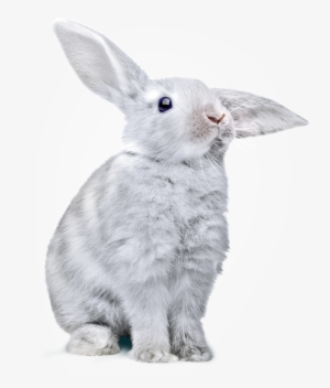 Cara Veterinary Services - Ice Cream