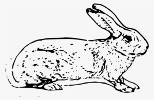 Belgian Rabbit Free Vector - Transparent Rabbit Outline